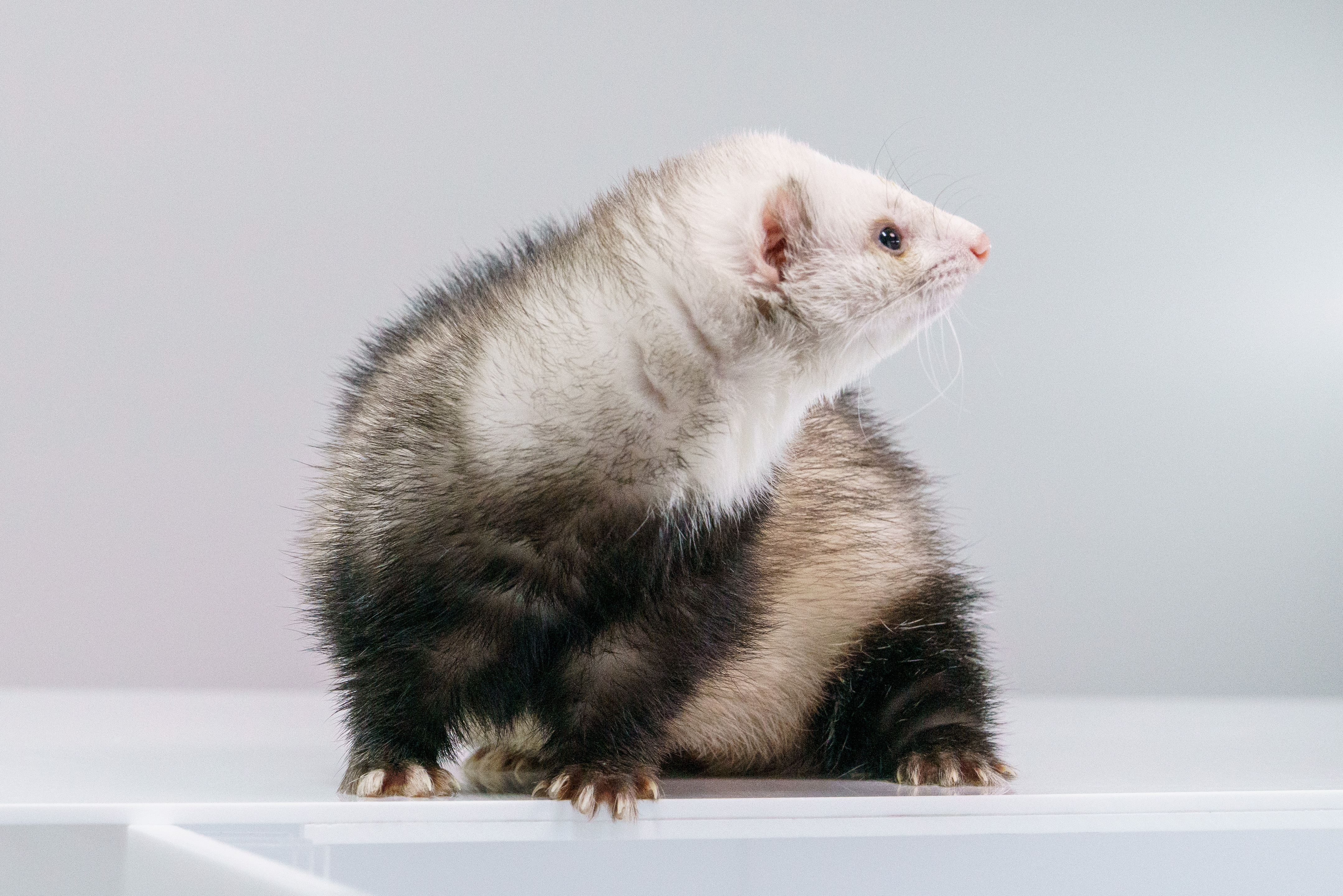 雪貂特写2.jpg